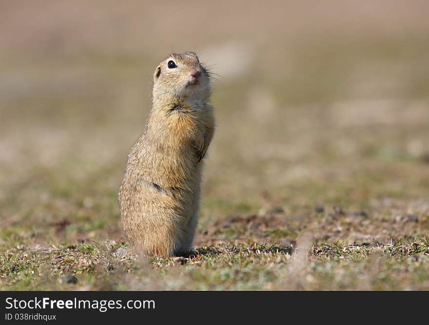 European ground squirrel