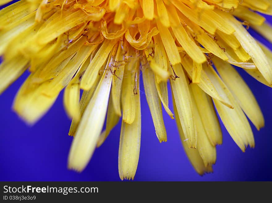 Detail flower of yellow dandelion