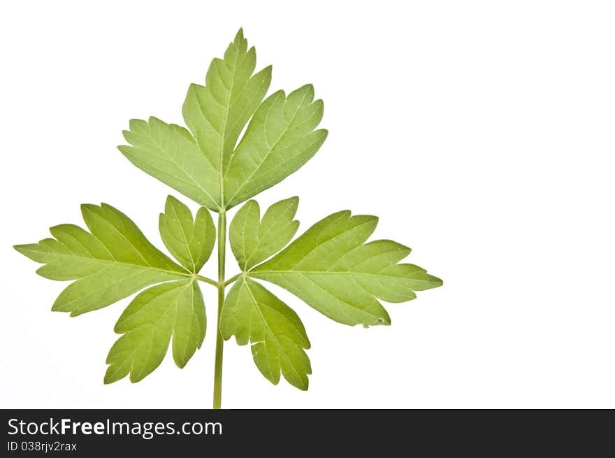 Green leaf as white isolate background