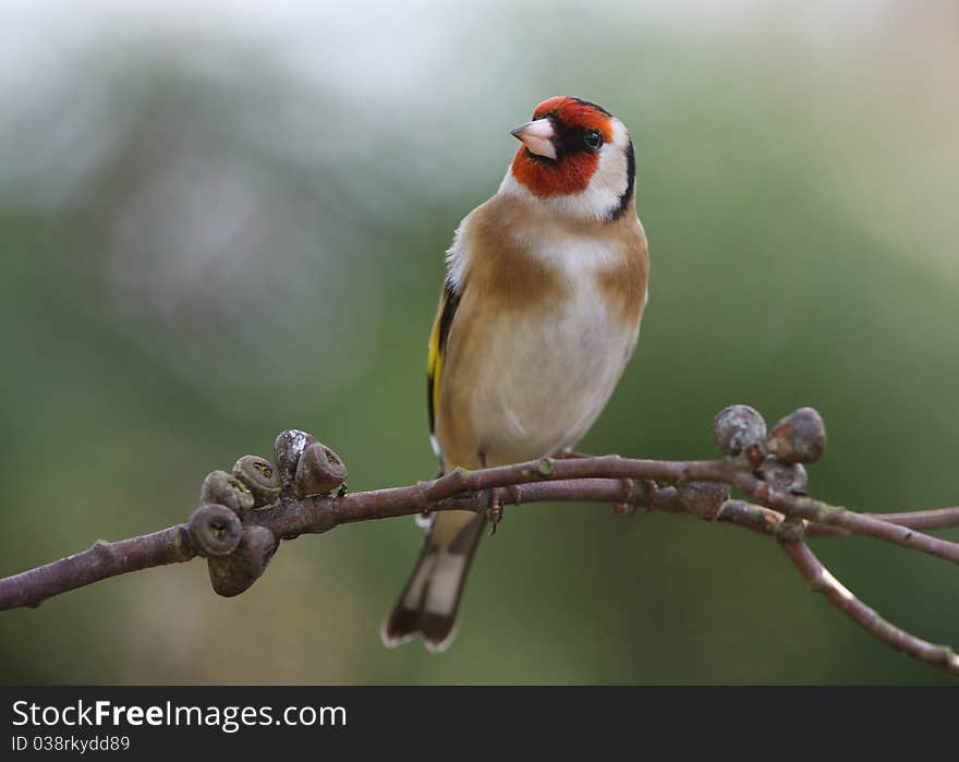 Portrait of a handsome male Goldfinch