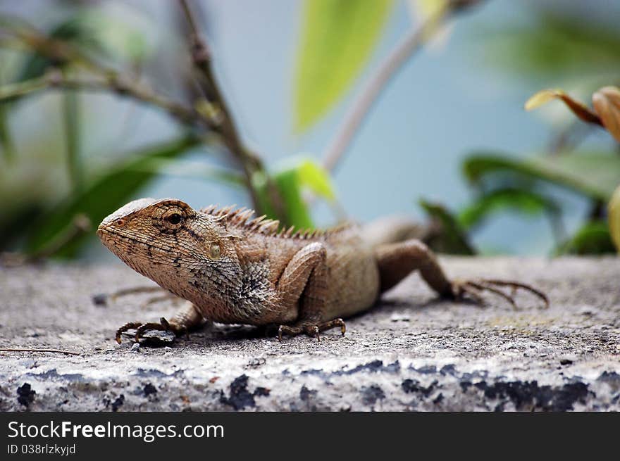 Portrait of lizard