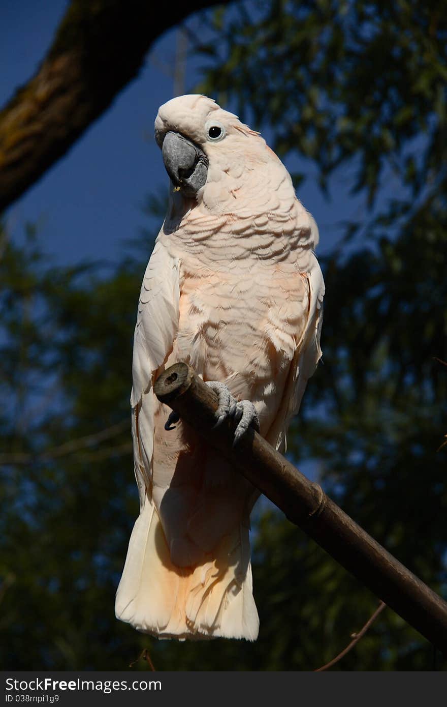 The pink cockatoo on branch