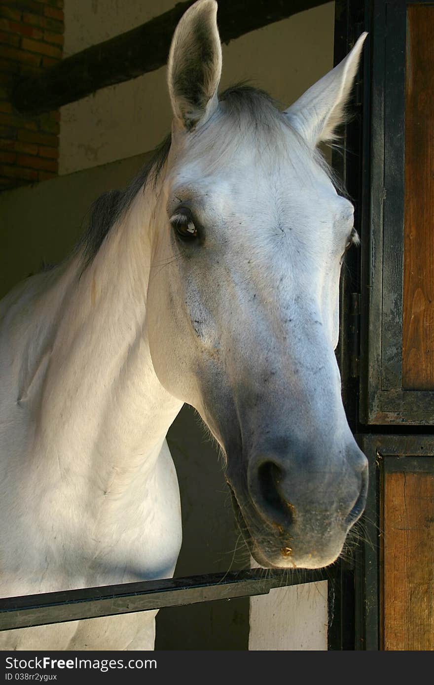 Profile of the head of a white horse