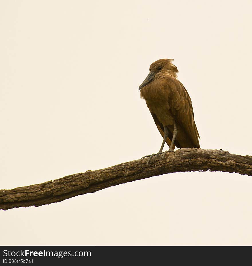 Hamerkop roosting on a branch