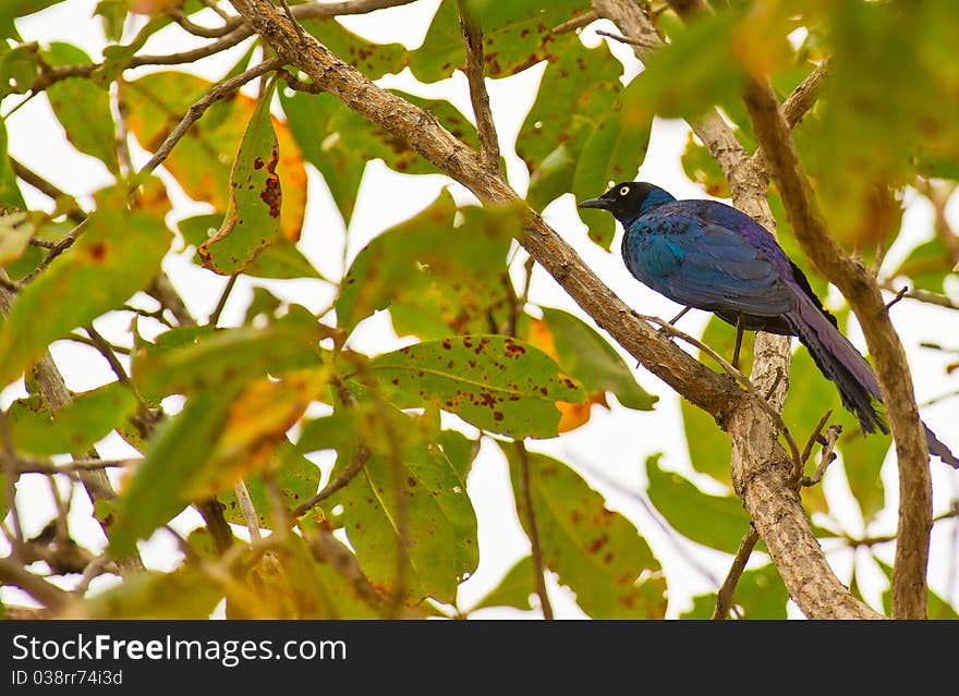 When the sunshine strikes the magnificent plumage of this Starling, iridescent green, blue and purple metallic colors can be admired. When the sunshine strikes the magnificent plumage of this Starling, iridescent green, blue and purple metallic colors can be admired.