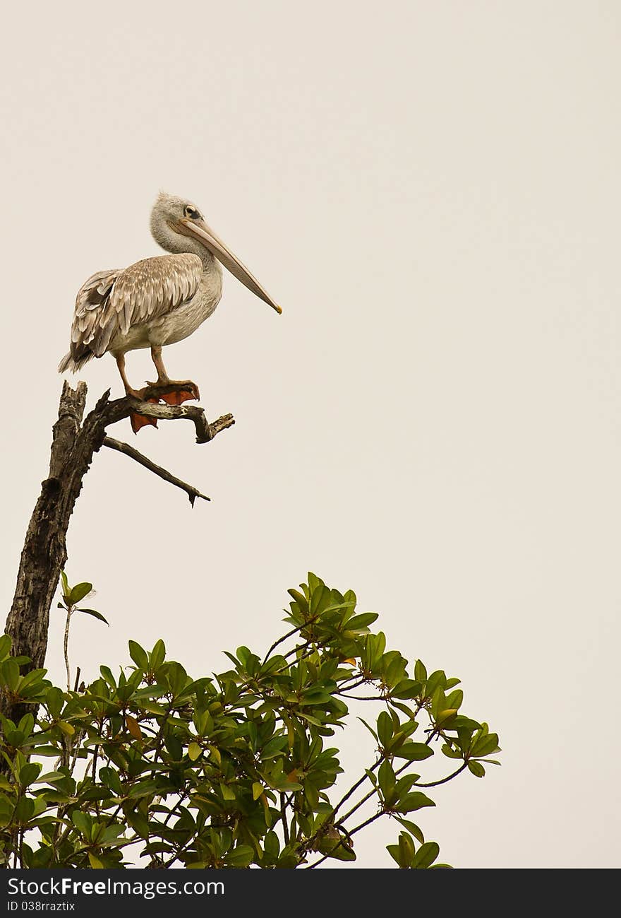 A Pink-backed Pelican on top of a tree