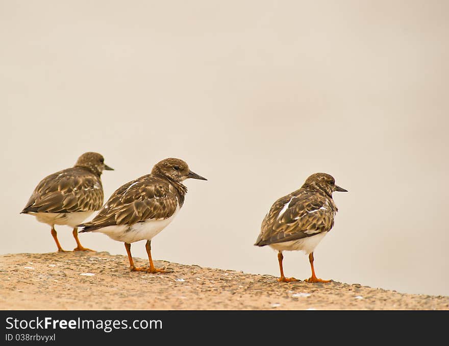 Three Rudy Turnstone