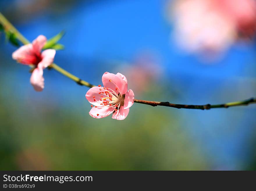 Apricot bloom