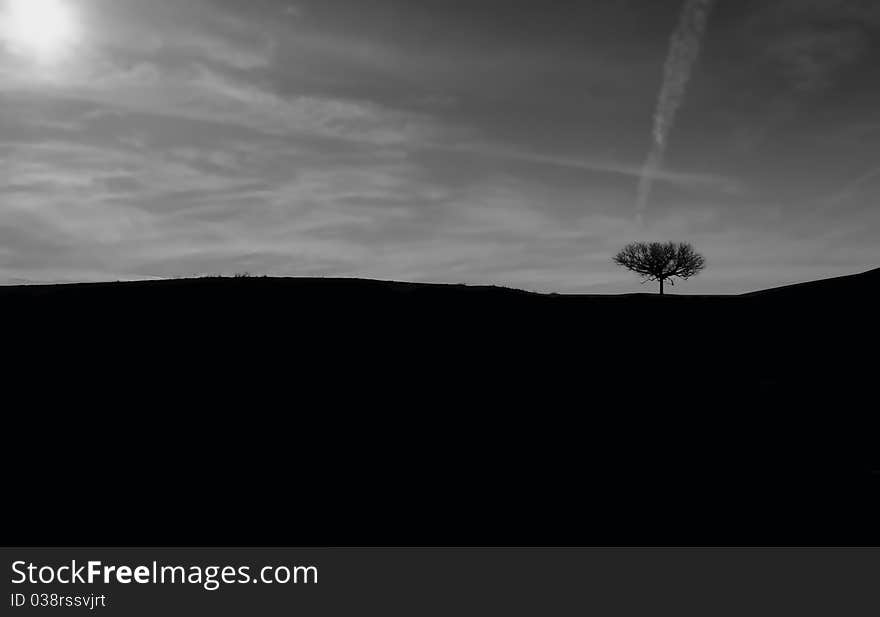 Country Horizon With A Tree