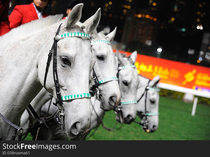 A row of the white horse in racecourse. A row of the white horse in racecourse