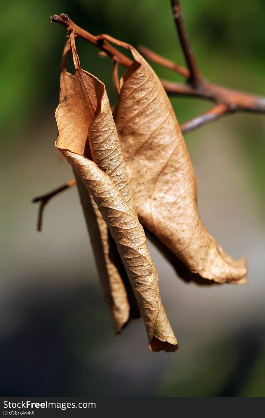 Dry leaves depicting automn season.