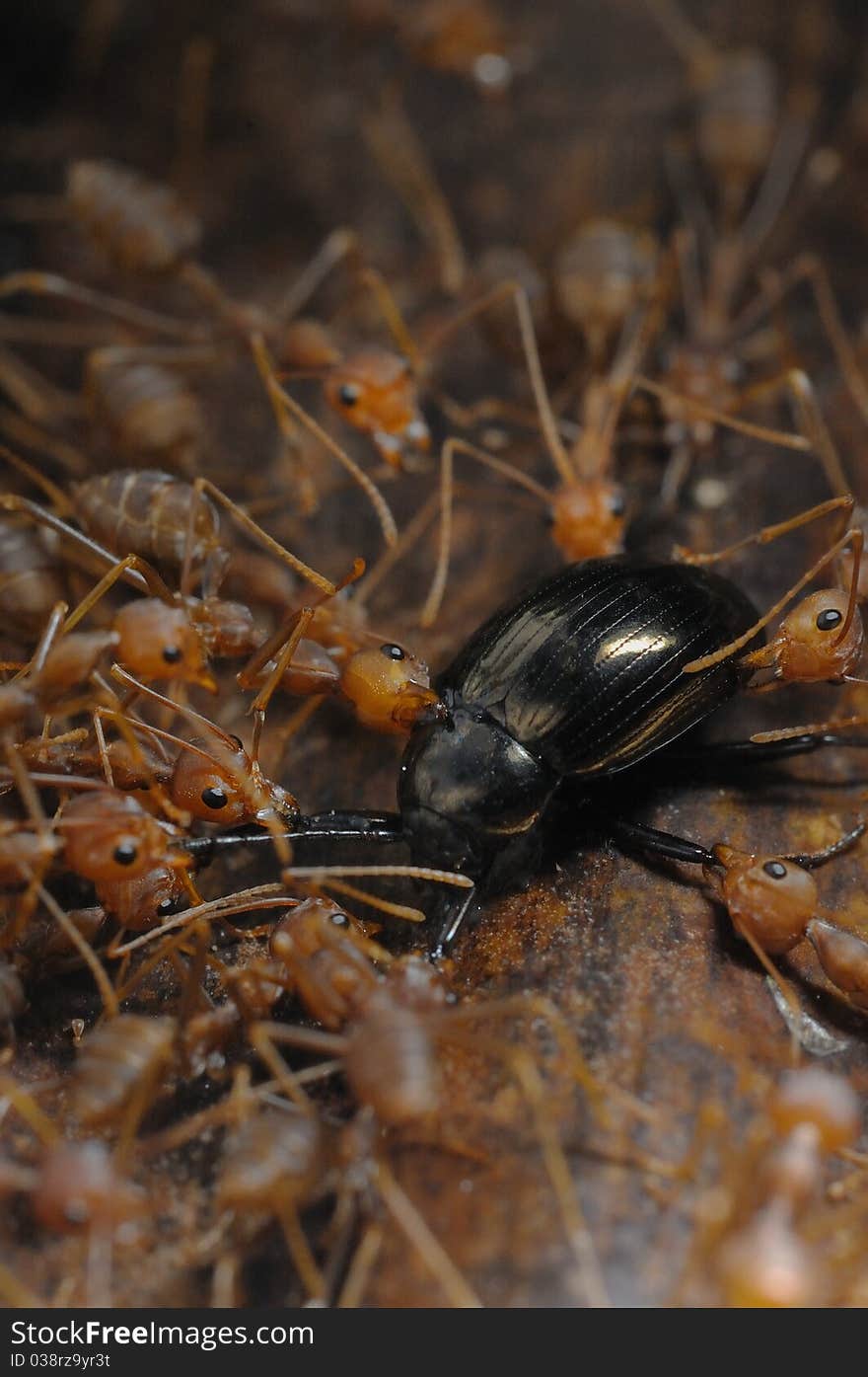 A group of ants finding their food. A group of ants finding their food.