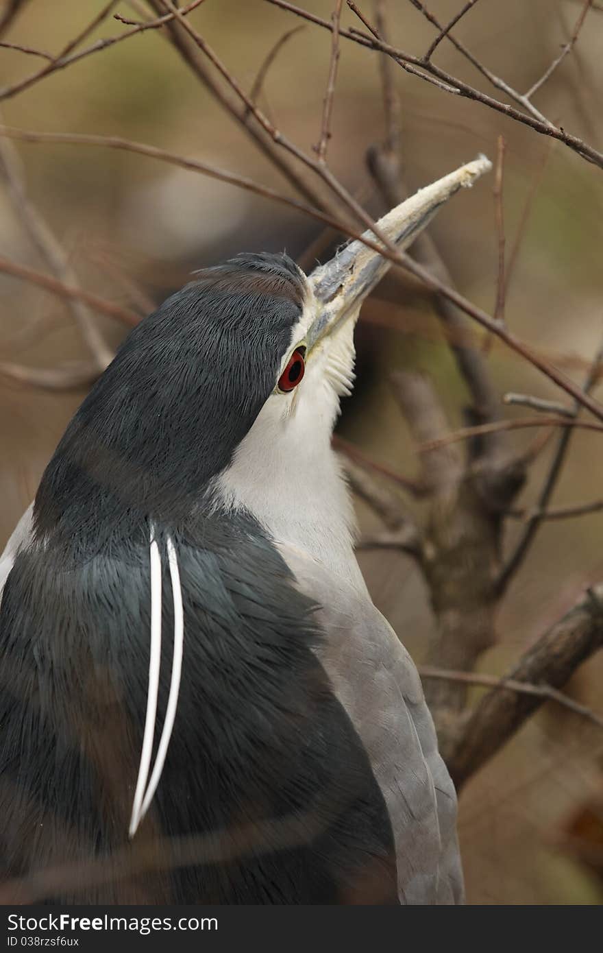 Night Heron