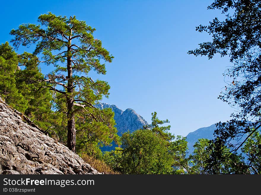 Rocks and trees of the canyon Goynuk in Taurus Mountains. Turkey. Rocks and trees of the canyon Goynuk in Taurus Mountains. Turkey