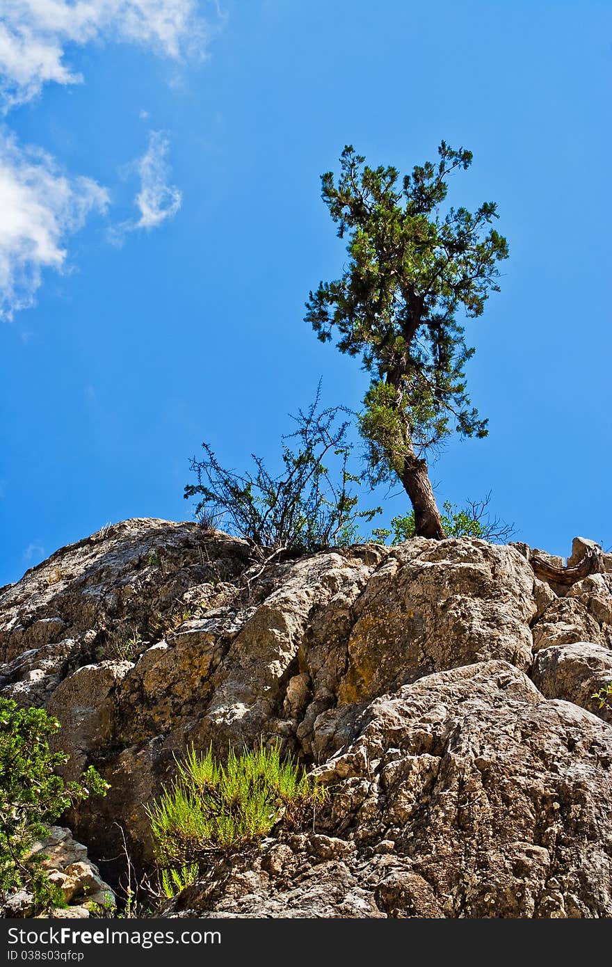 Rocks and trees of the canyon Goynuk in Taurus Mountains. Turkey. Rocks and trees of the canyon Goynuk in Taurus Mountains. Turkey