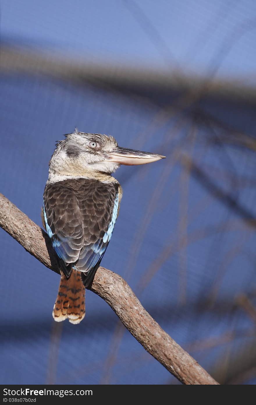 The blue winged kookaburra sitting on the branch.