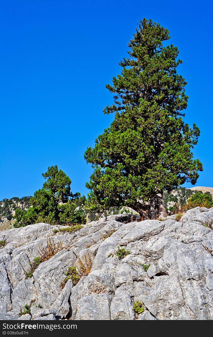 Rocks and trees of the Taurus Mountains. Turkey. Rocks and trees of the Taurus Mountains. Turkey.