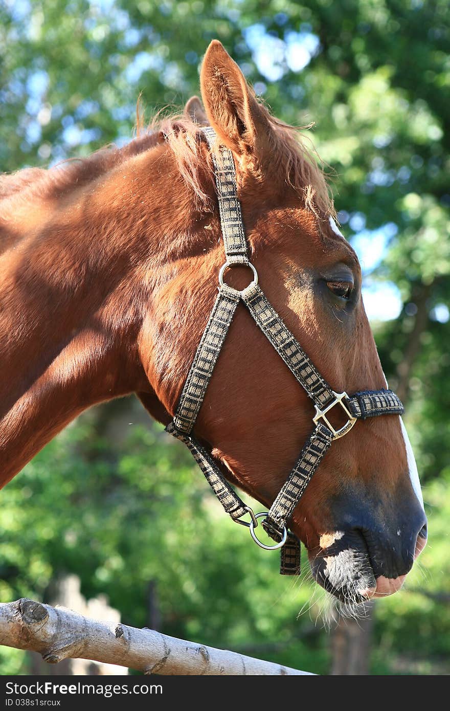 Sad red horse on the farm. Sad red horse on the farm