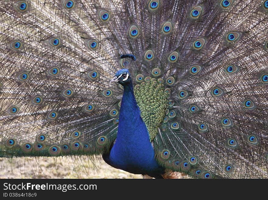 The displaying indian peacock (pavo cristatus)