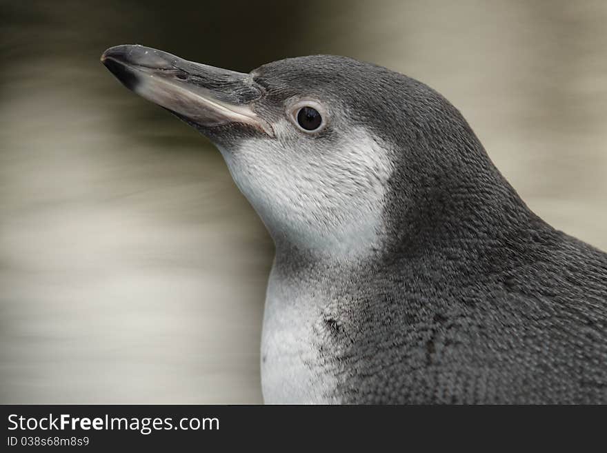 Humboldt penguin detail