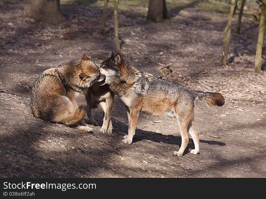 The trinity of eurasian wolves in the forest. The trinity of eurasian wolves in the forest.