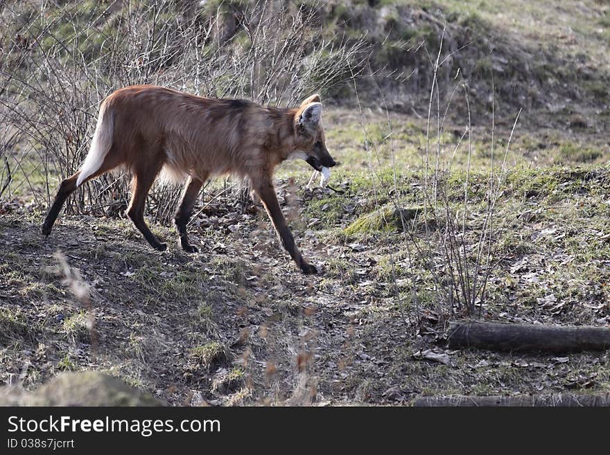 The maned wolf walking in the bush.