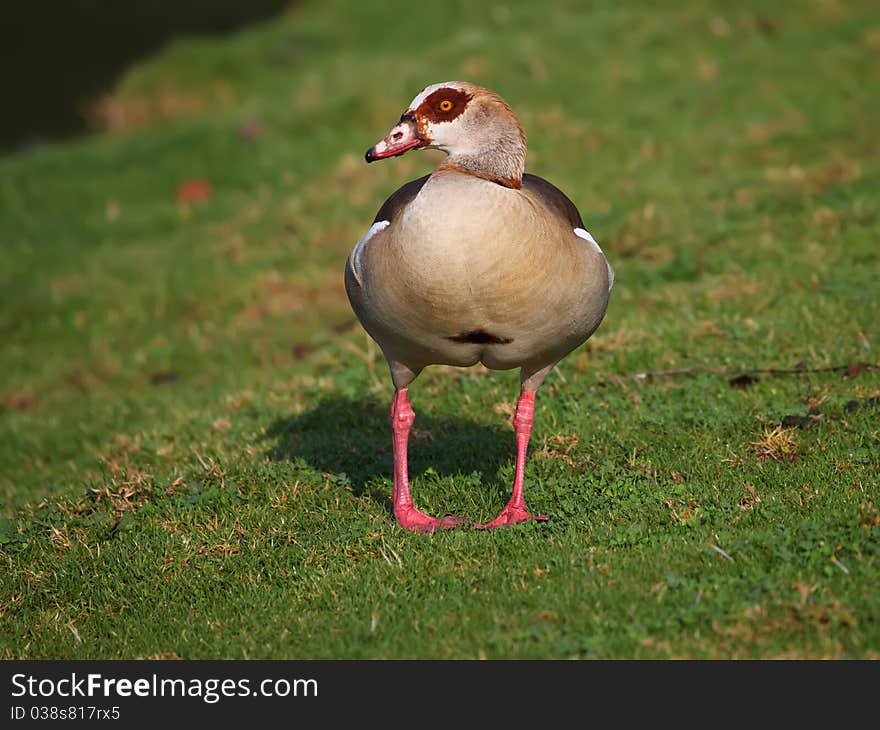 An Egyptian Goose