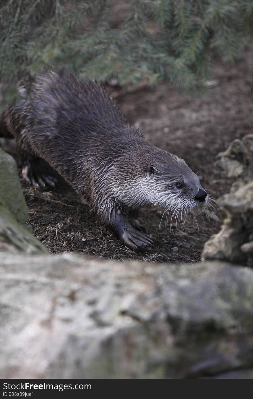 River otter