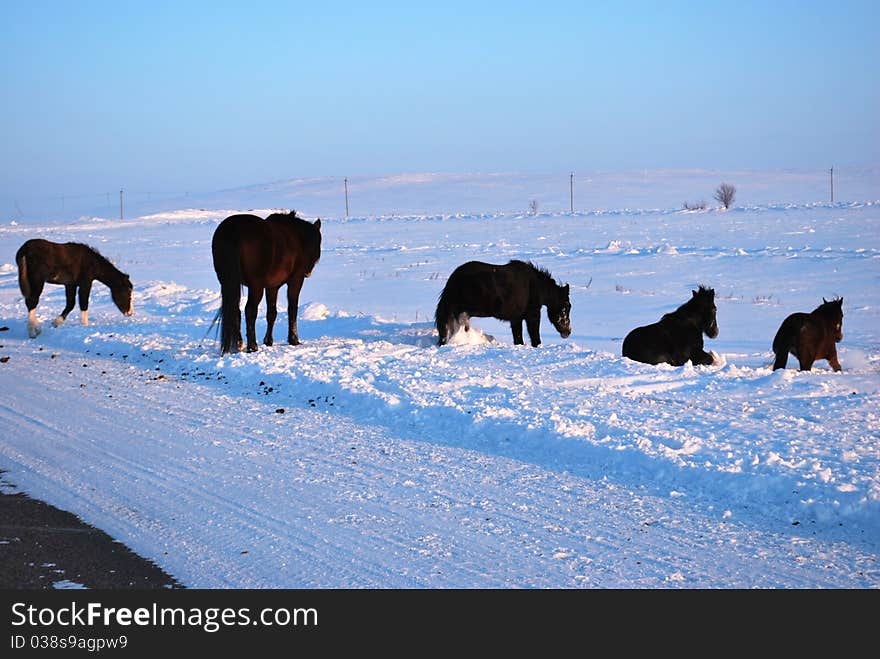 Horses