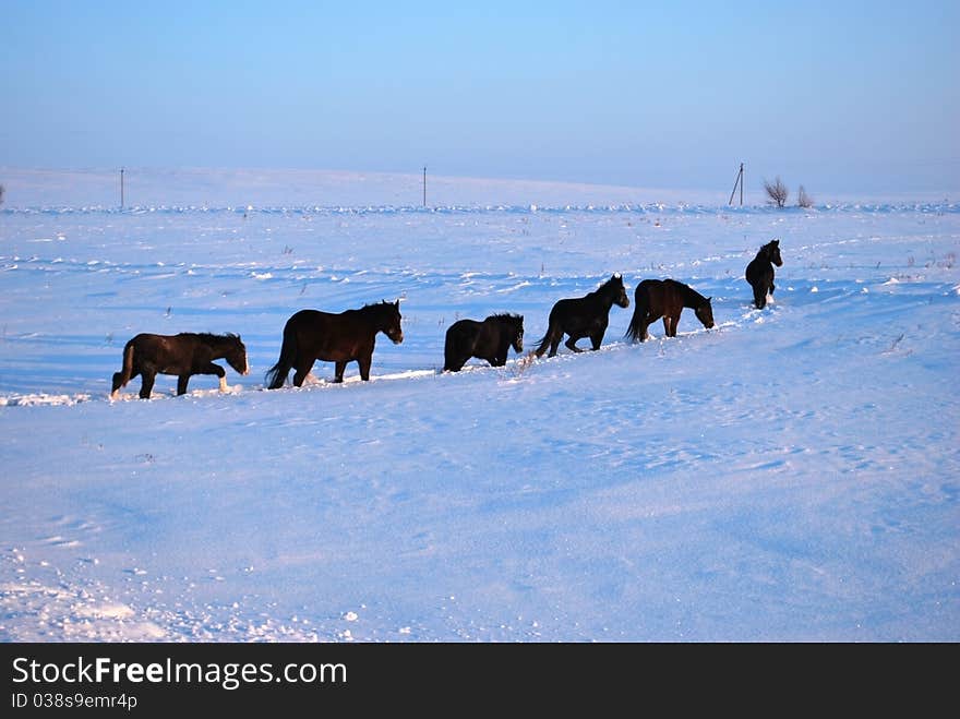 Horses