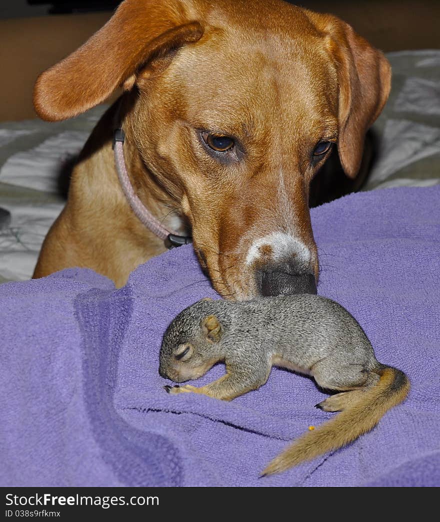 Dog sniffing baby squirrel