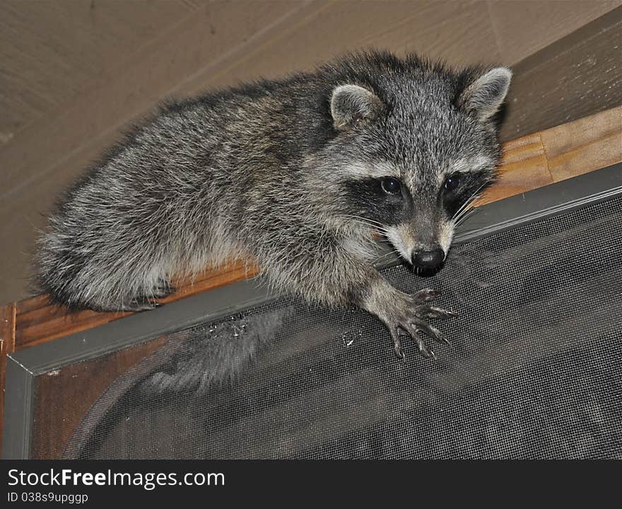 Raccoon on door frame