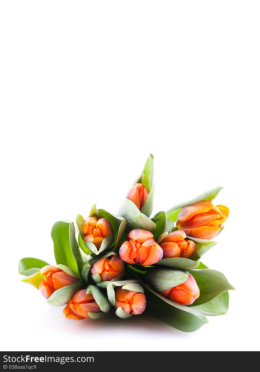 Tulips isolated on white background with copy space