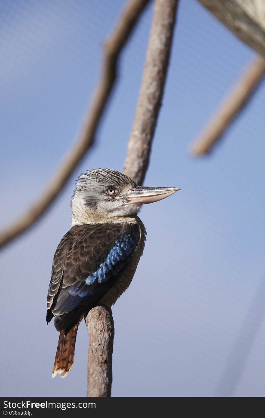 Blue-winged kookaburra sitting on the branch.