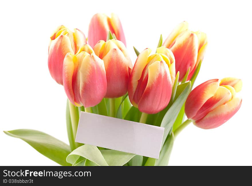 Tulips with label isolated on white background. Tulips with label isolated on white background