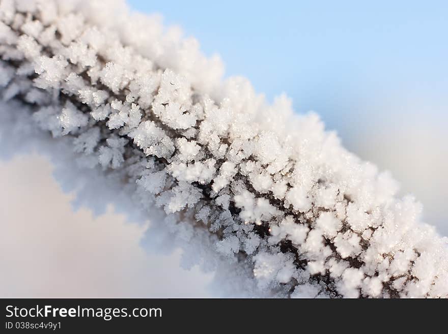 Christmas background with frosty pine tree