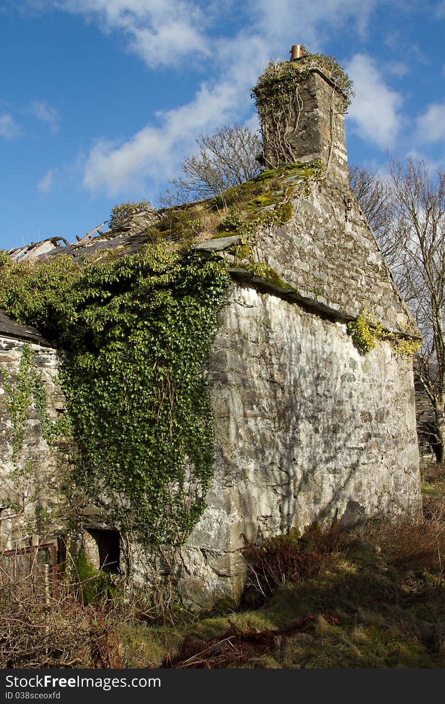 An abandoned derelict property over grown with ivy, a ruined roof and bushes growing from the gable end wall. An abandoned derelict property over grown with ivy, a ruined roof and bushes growing from the gable end wall.