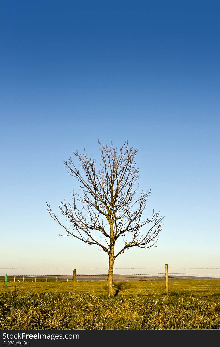 A single leafless tree in a field. A single leafless tree in a field