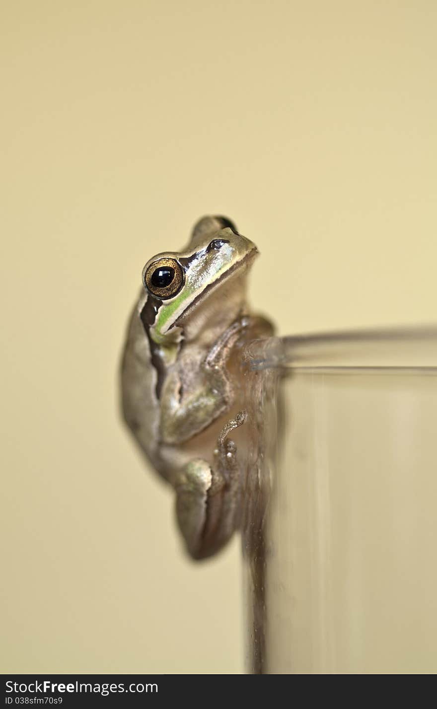 Frog on Glass