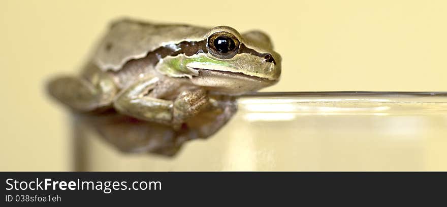 Frog on Glass