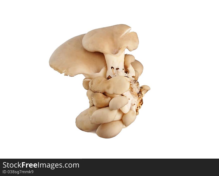 Edible beige group of mushrooms on a white background