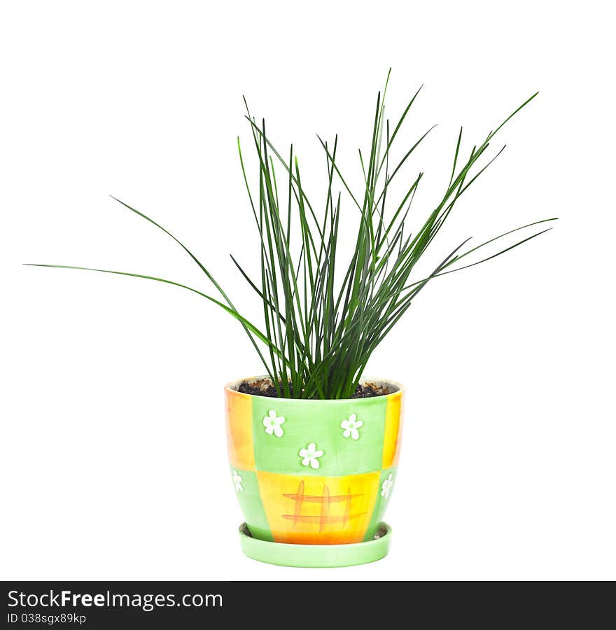 A flowerpot, isolated on white