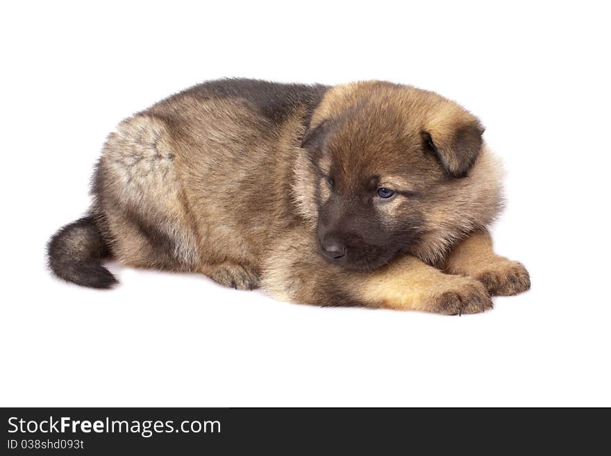 German sheep-dog puppy isolated on white background. German sheep-dog puppy isolated on white background