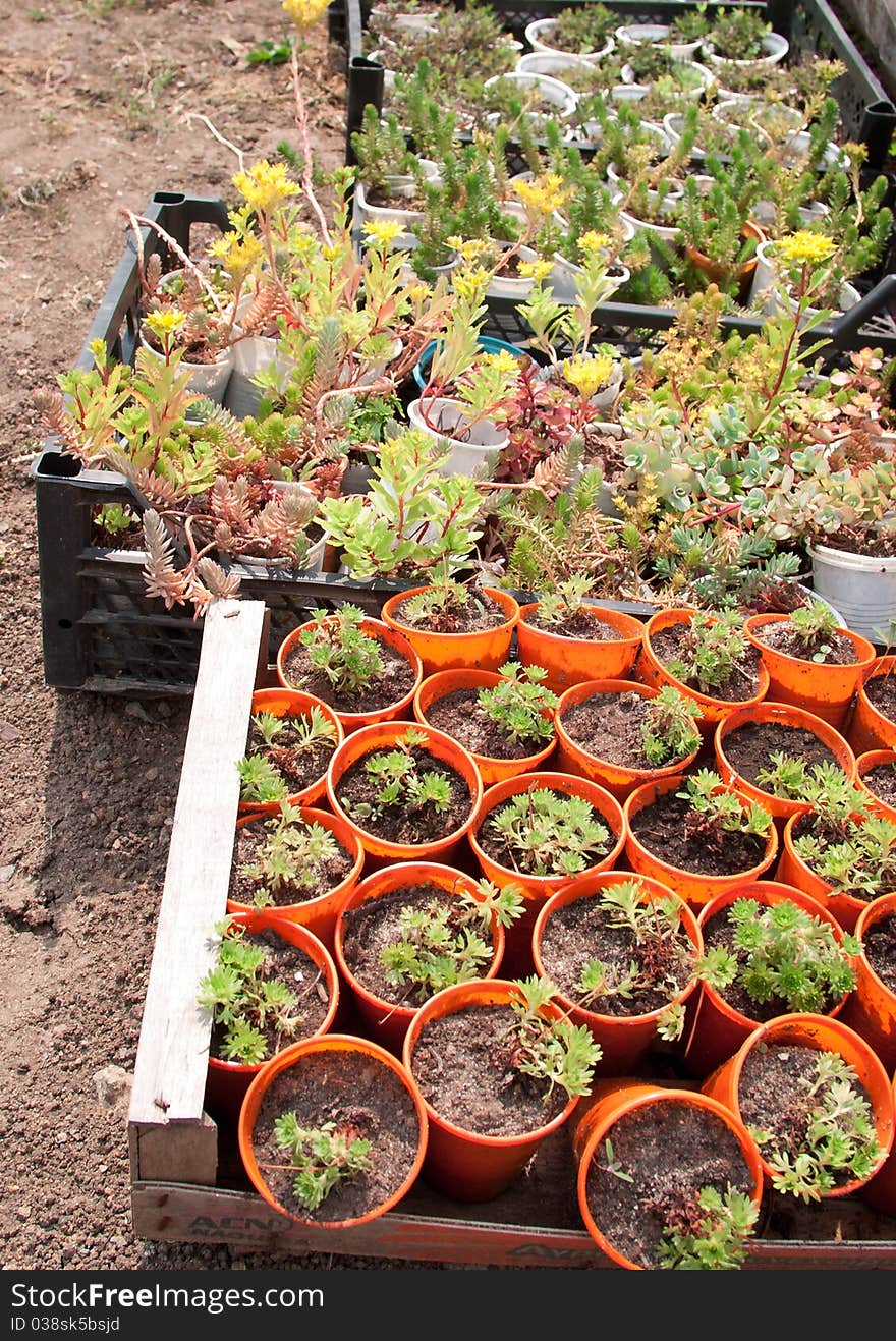 Boxes With Seedlings