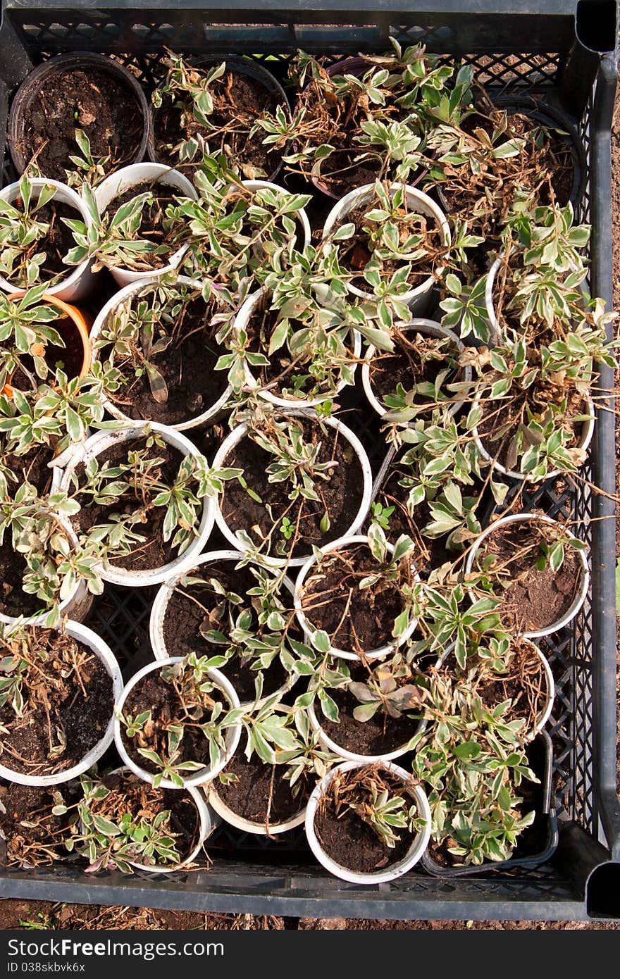 Boxes With Seedlings