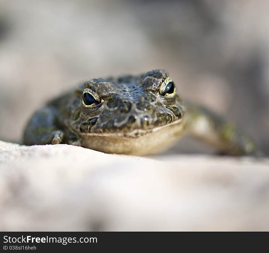 Frog on Rock