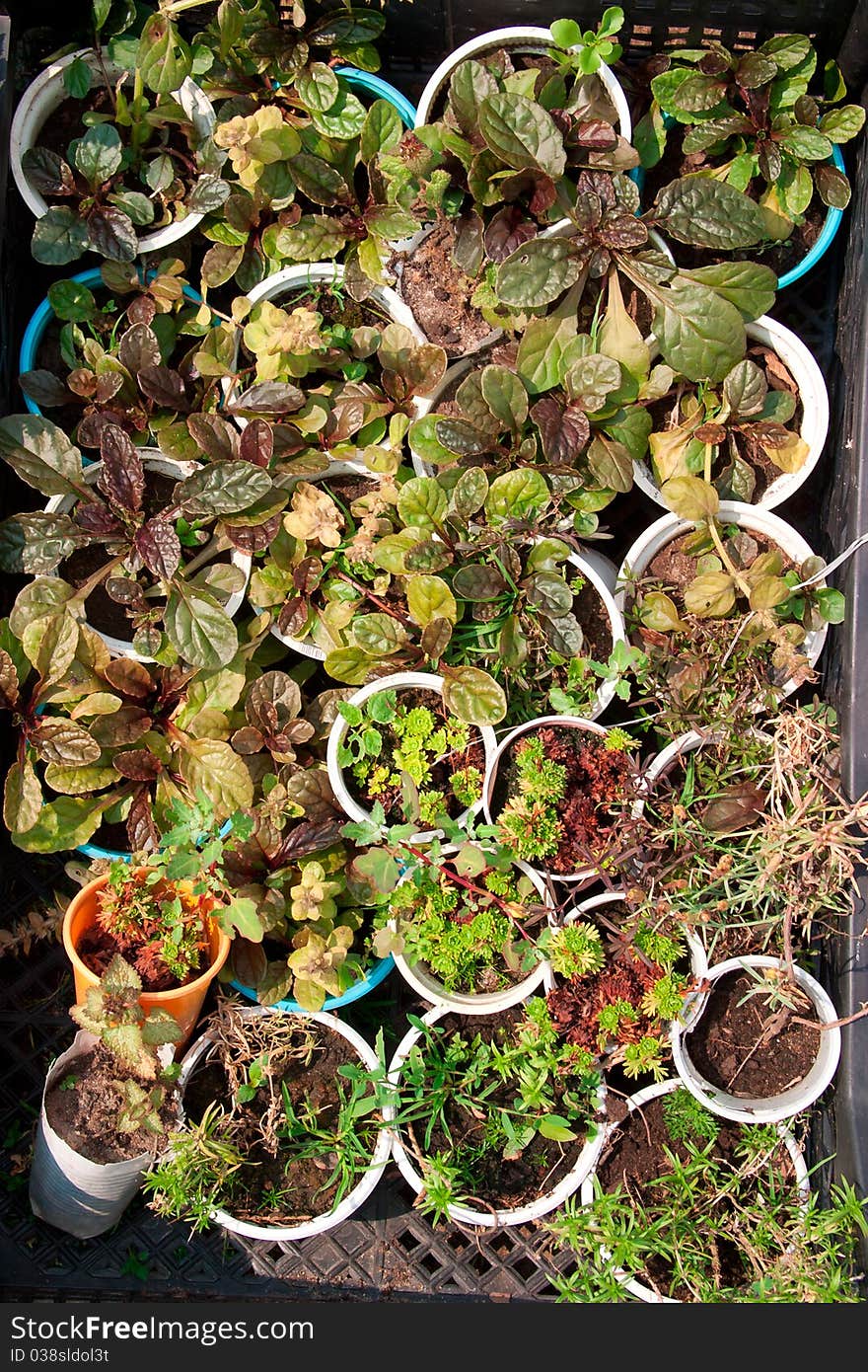 Boxes With Seedlings