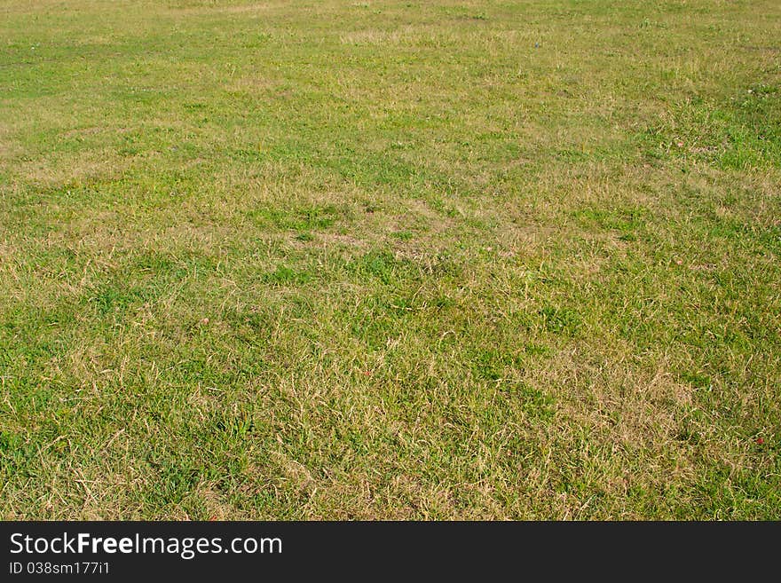 Fragment field, a real green color and natural texture. Live and withered grass