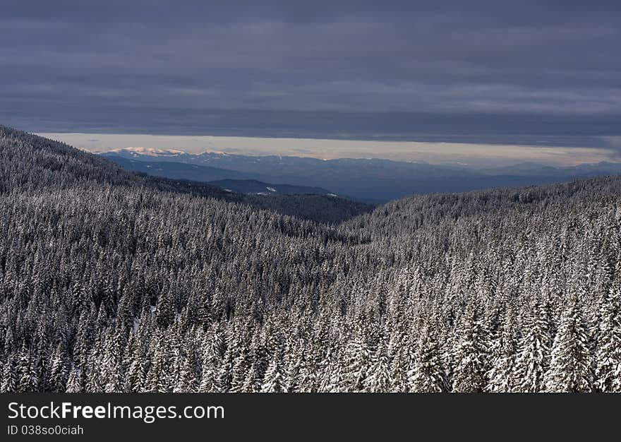 View on the winter spruce forest with mountains in the background and clouds above.