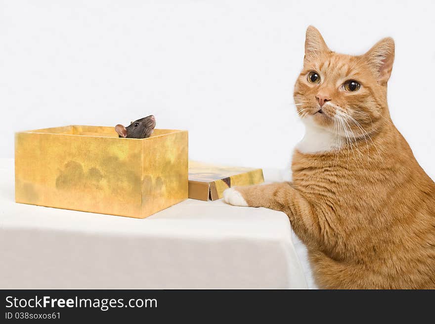 The cat hunts on a rat.On a white background.